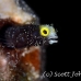 blenny_secretary_oc_jar_h_0412_cub2540.jpg